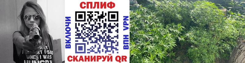 blacksprut как зайти  Пущино  Бошки Шишки сатива 